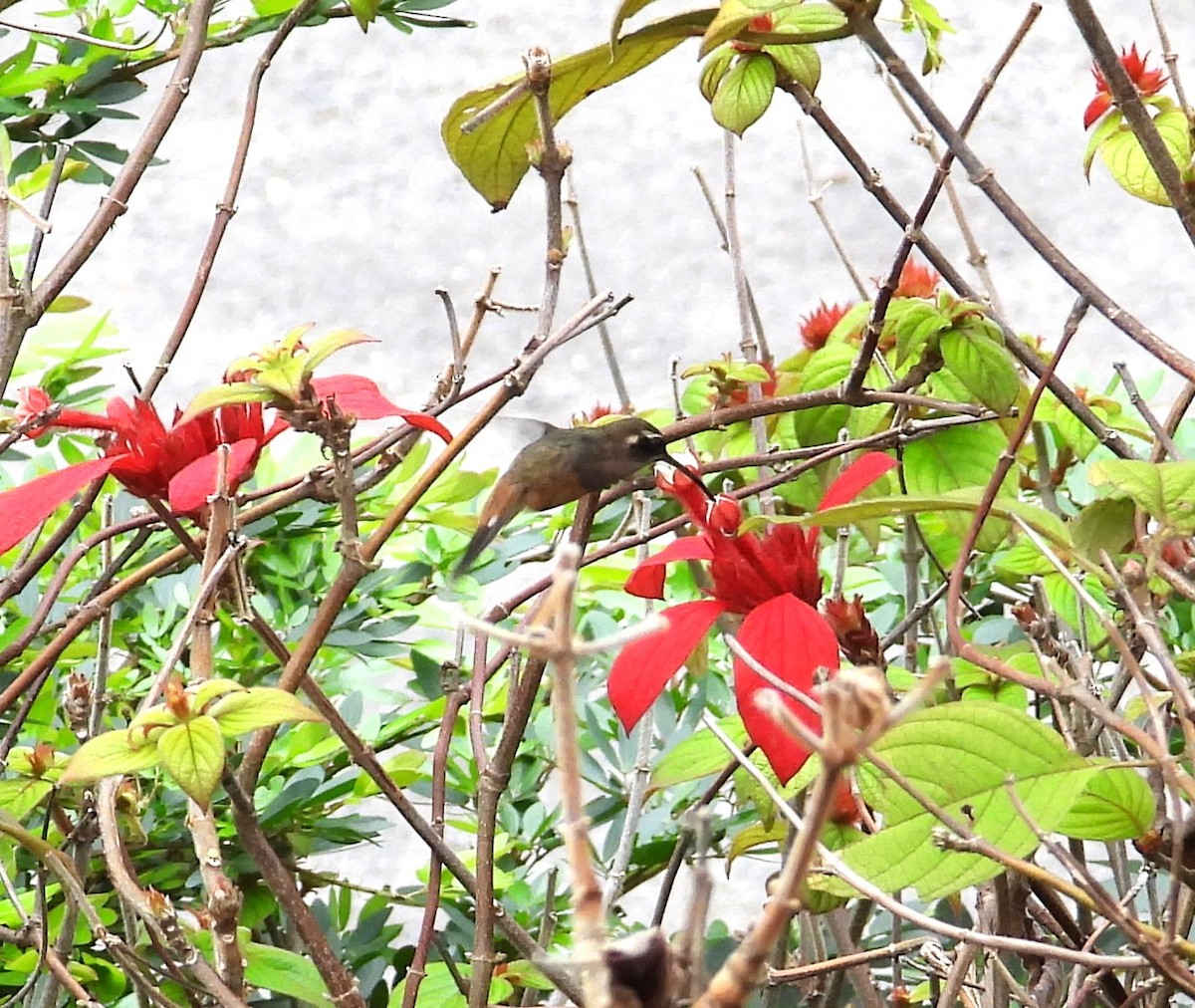 White-bearded Hermit - ML643290401