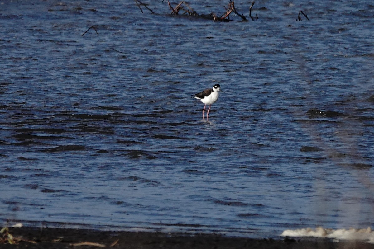 Black-necked Stilt (Black-necked) - ML643290410