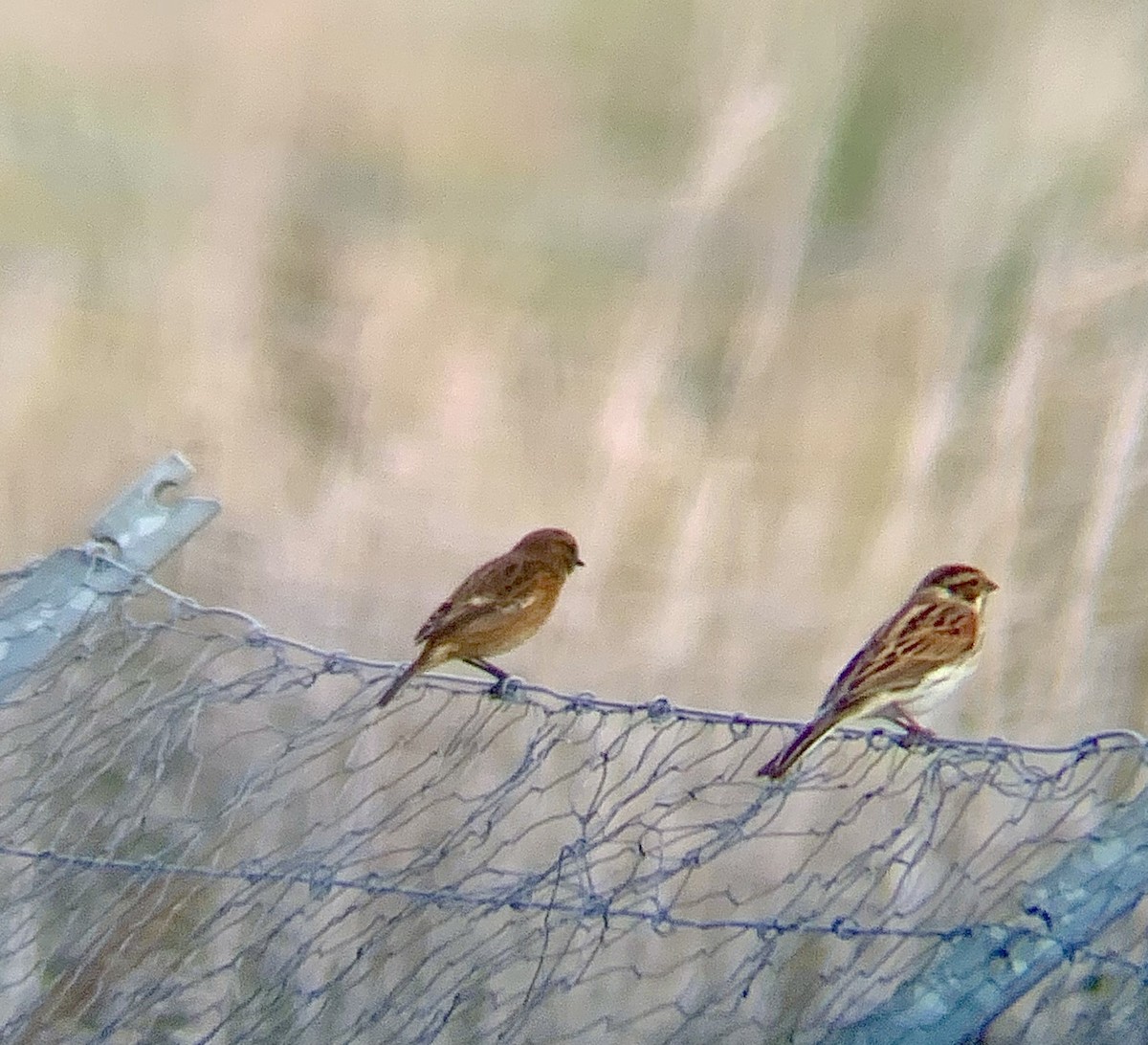 Reed Bunting - ML643290432