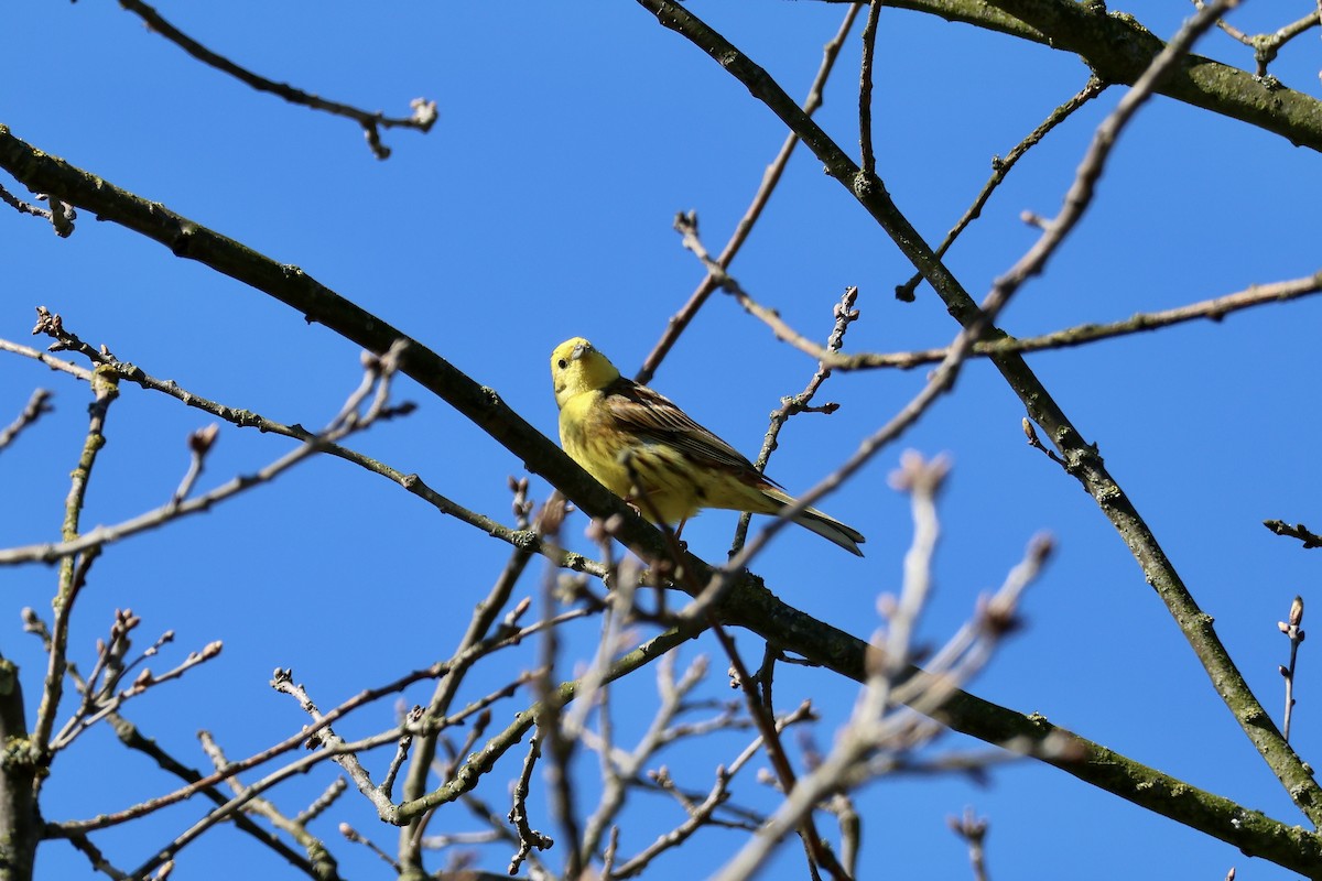 Bruant jaune - ML643290454