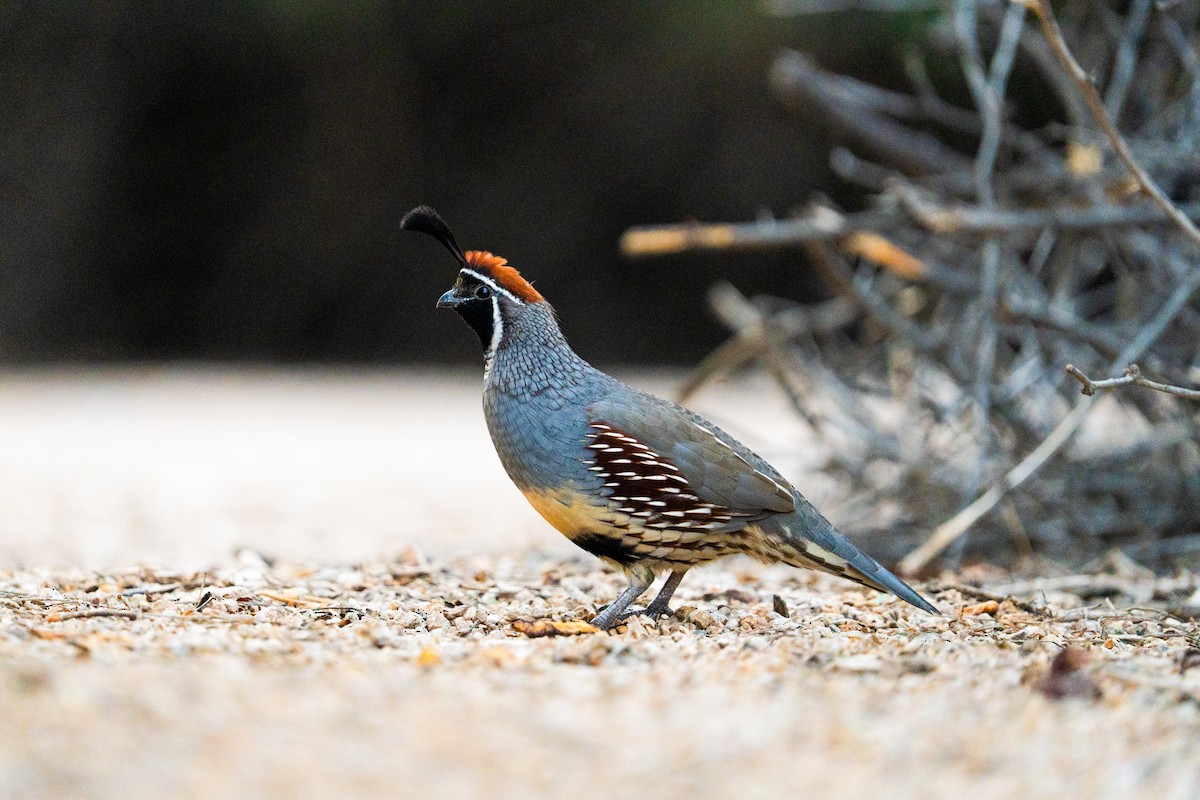 Gambel's Quail - ML643290455