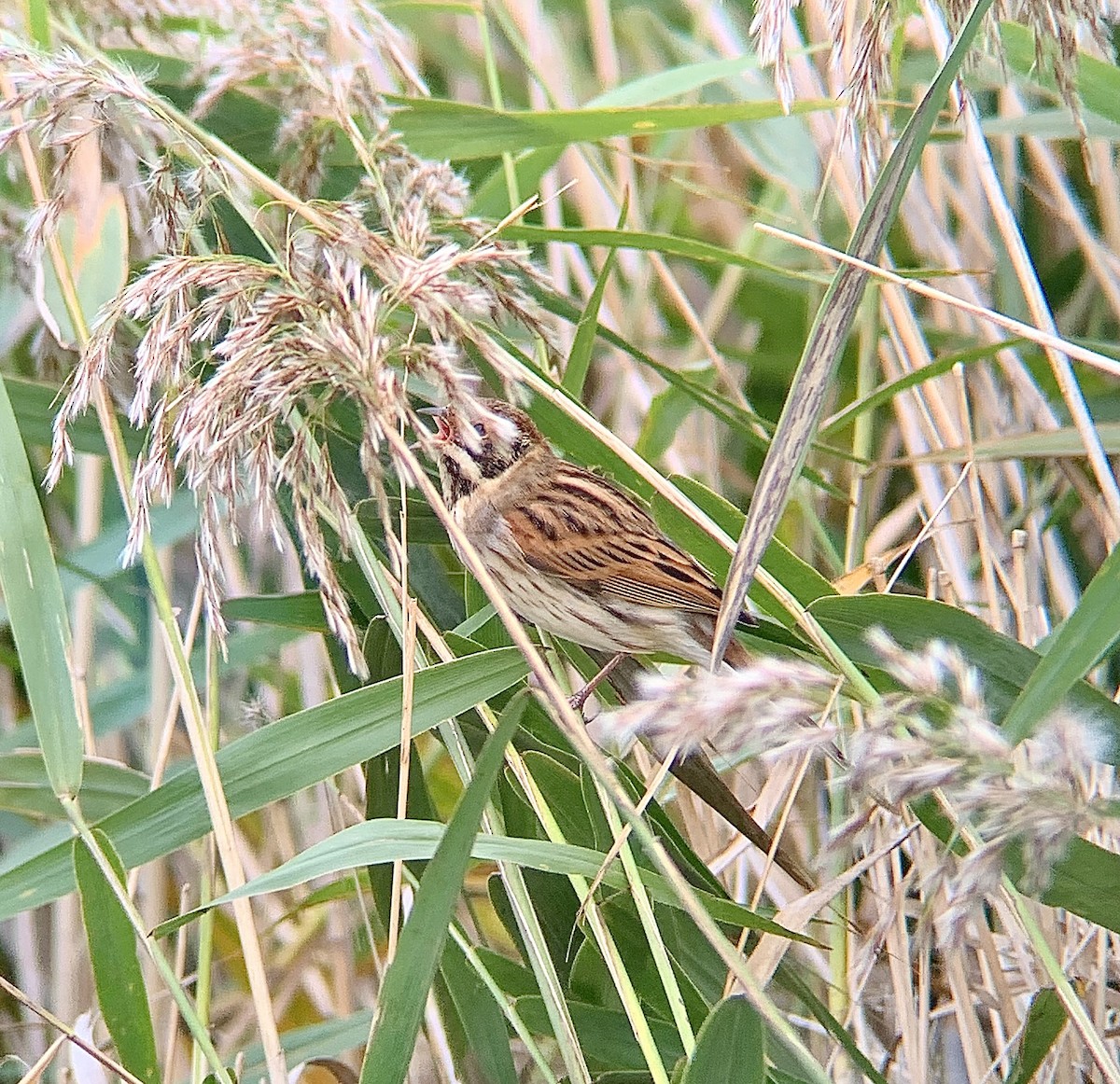 Reed Bunting - ML643290470