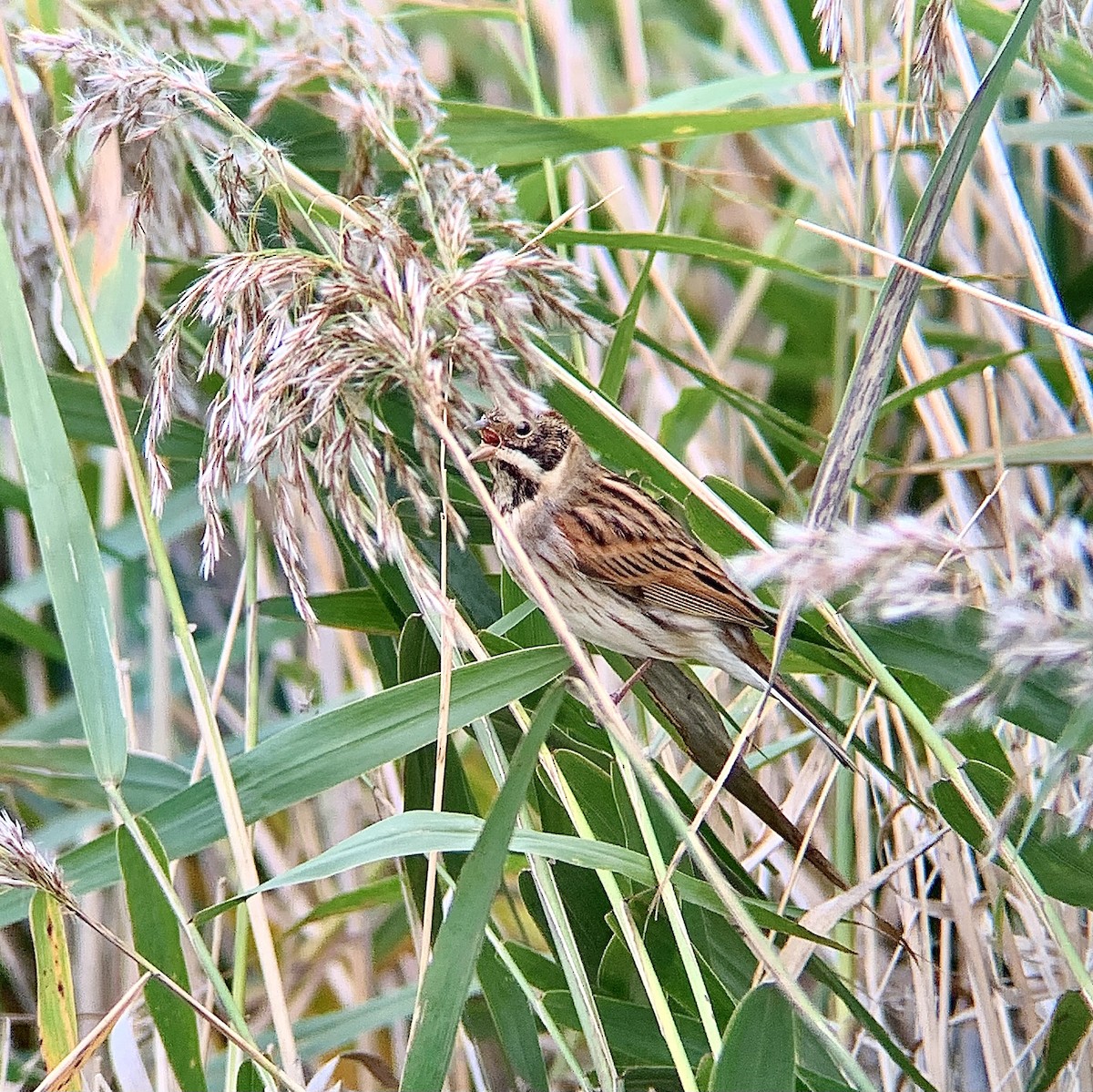 Reed Bunting - ML643290471