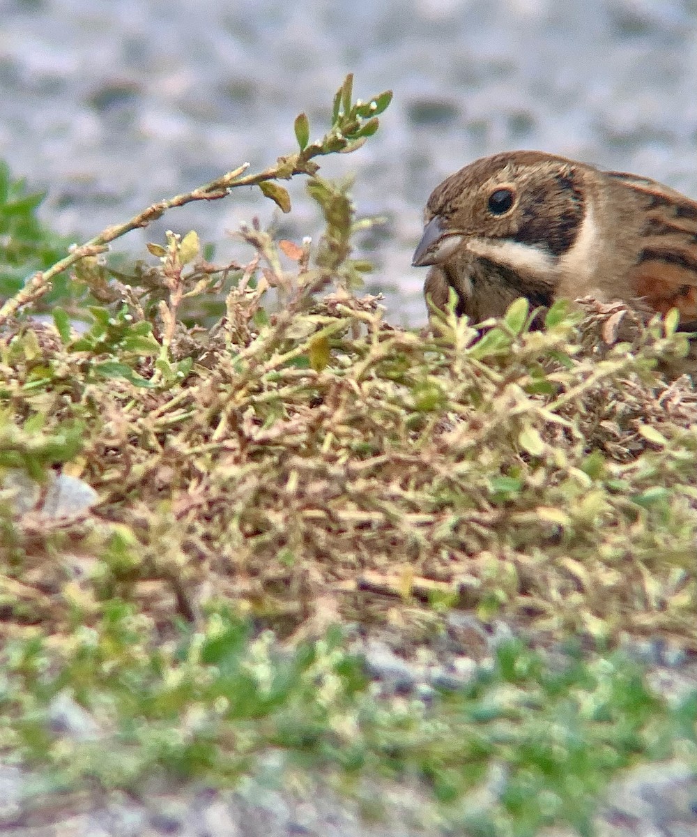Reed Bunting - ML643290473