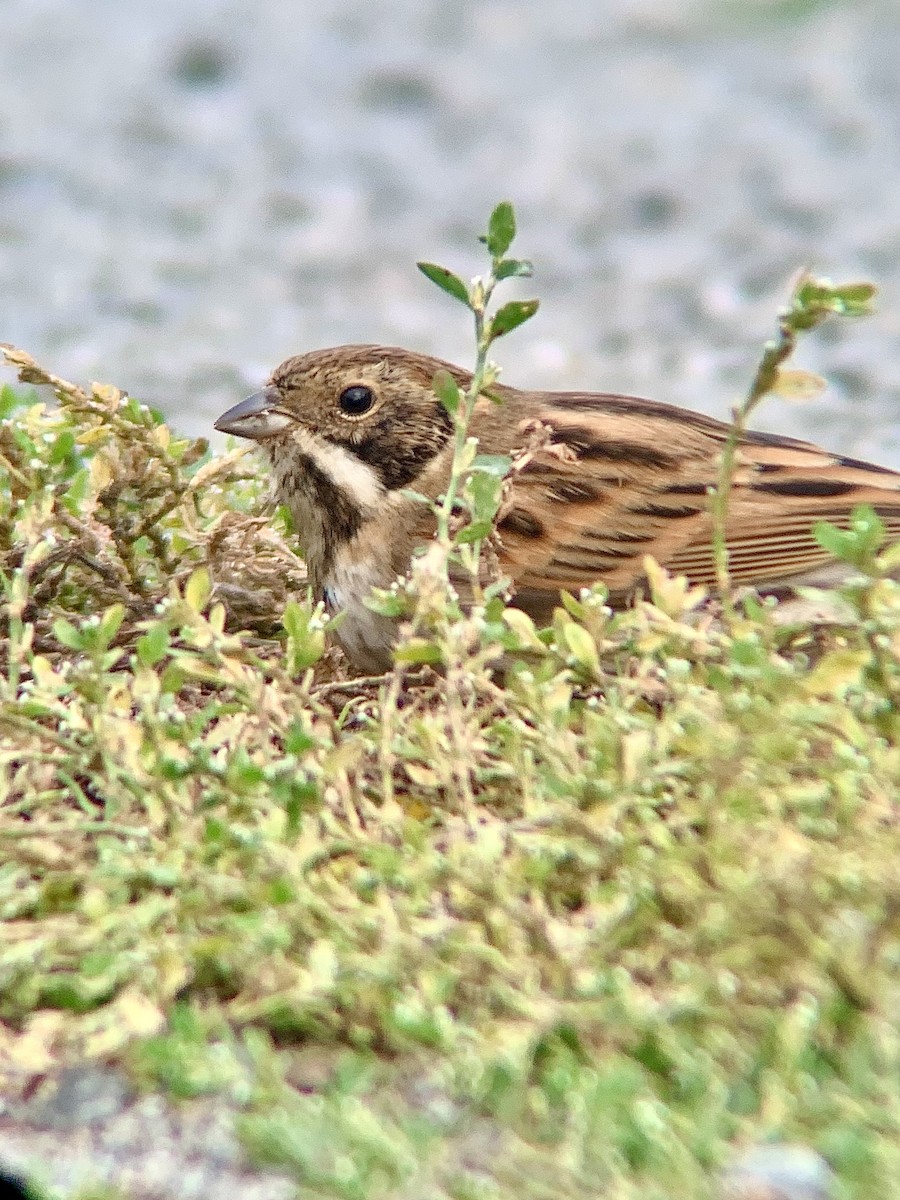 Reed Bunting - ML643290475