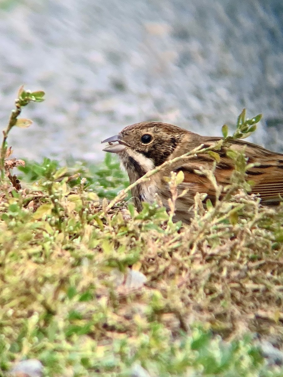 Reed Bunting - ML643290477