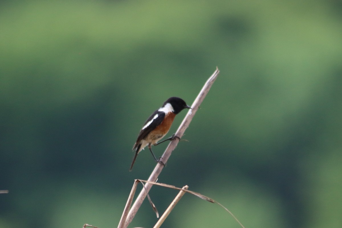 African Stonechat - ML643290490