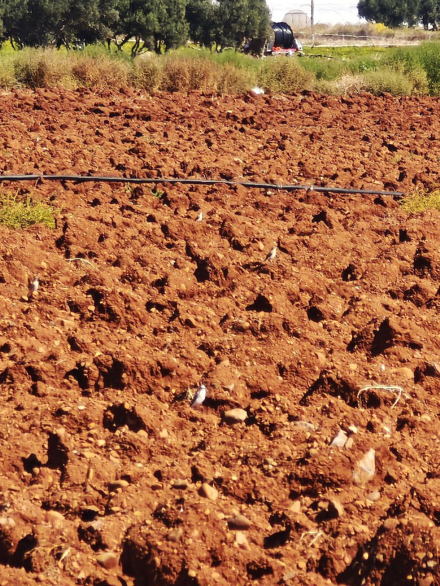 Northern Wheatear - ML643290493