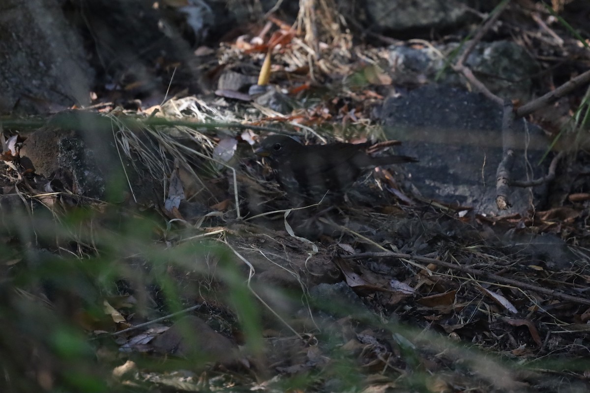 Fox Sparrow (Sooty) - ML643290504