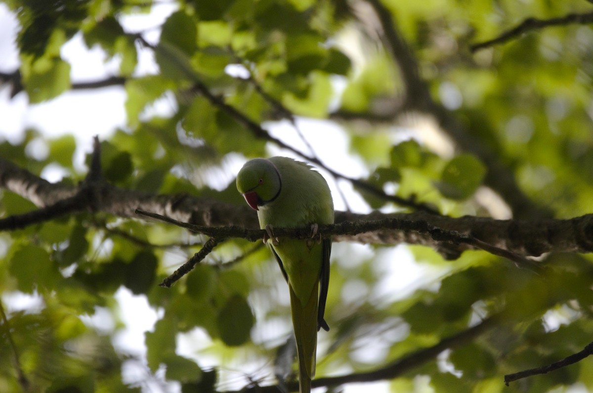 Rose-ringed Parakeet - ML643290511