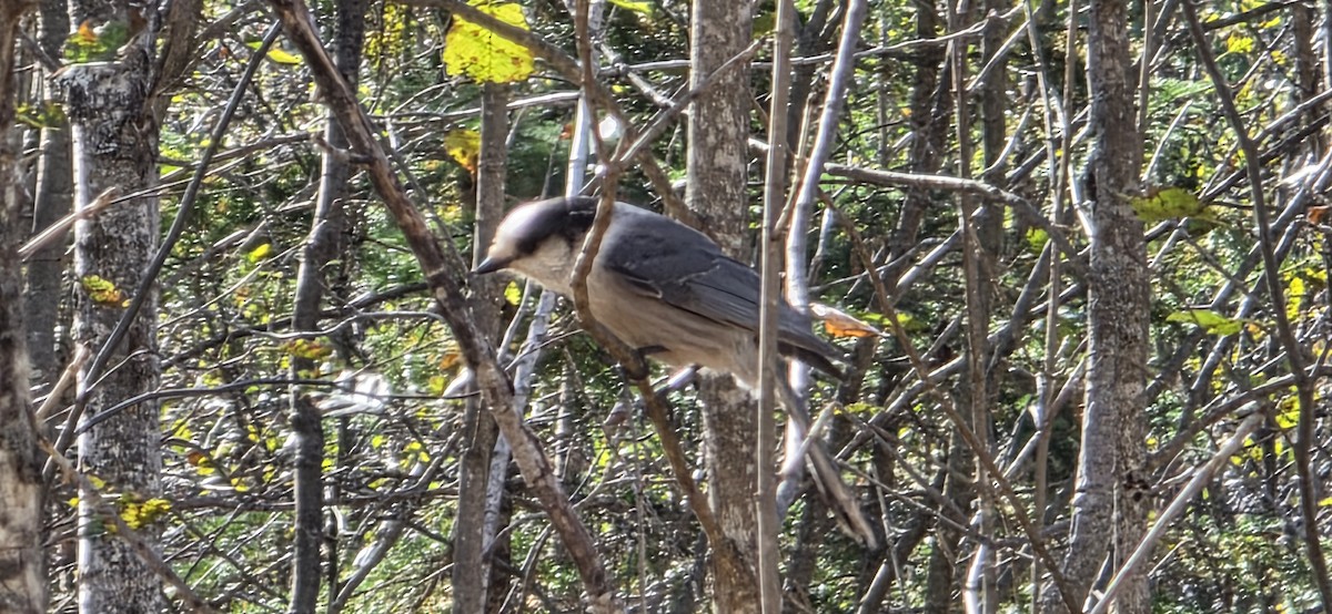 Mésangeai du Canada - ML643290515