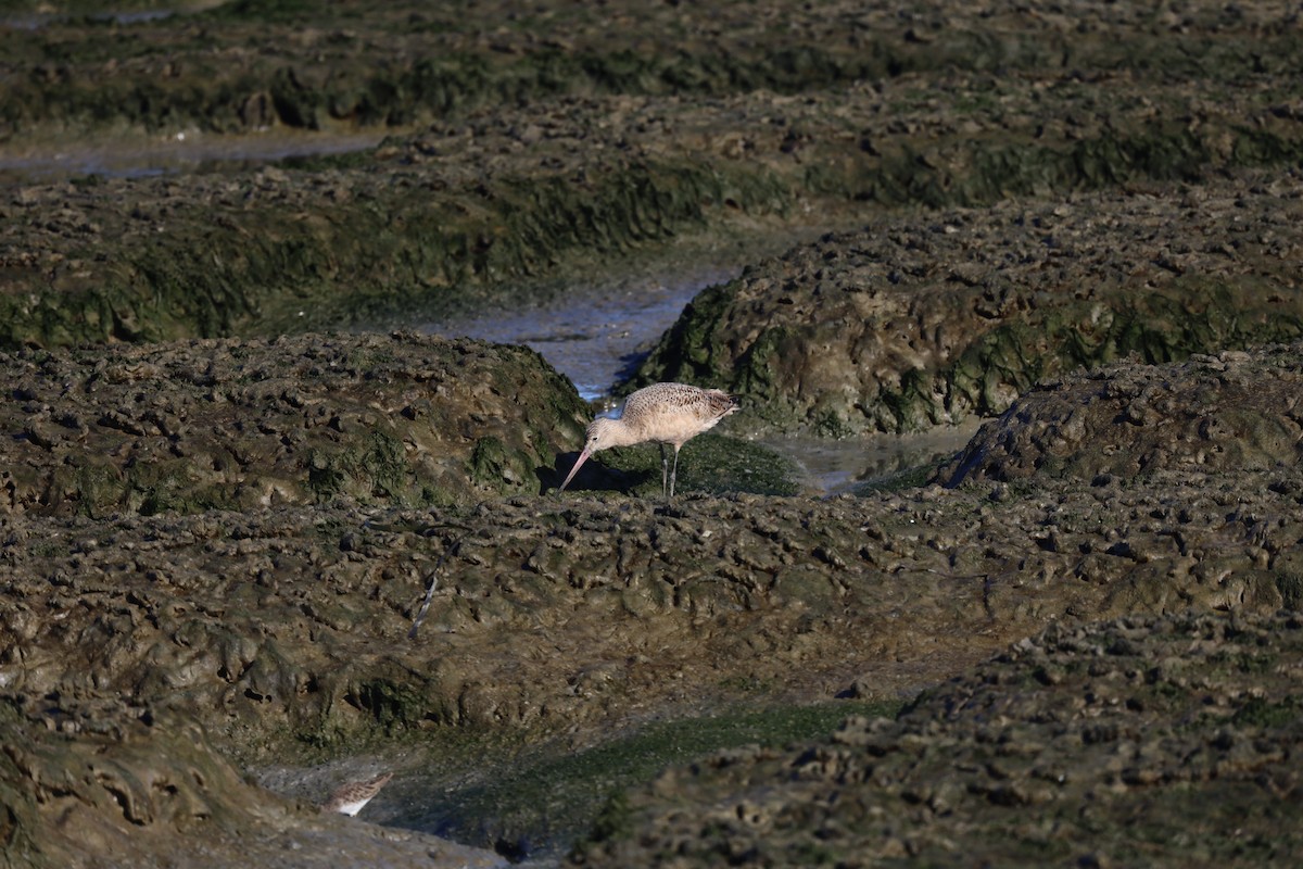 Marbled Godwit - ML643290536