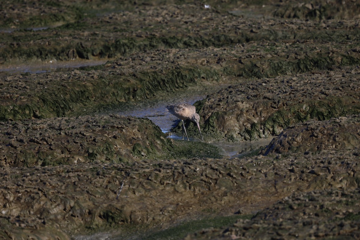 Marbled Godwit - ML643290537