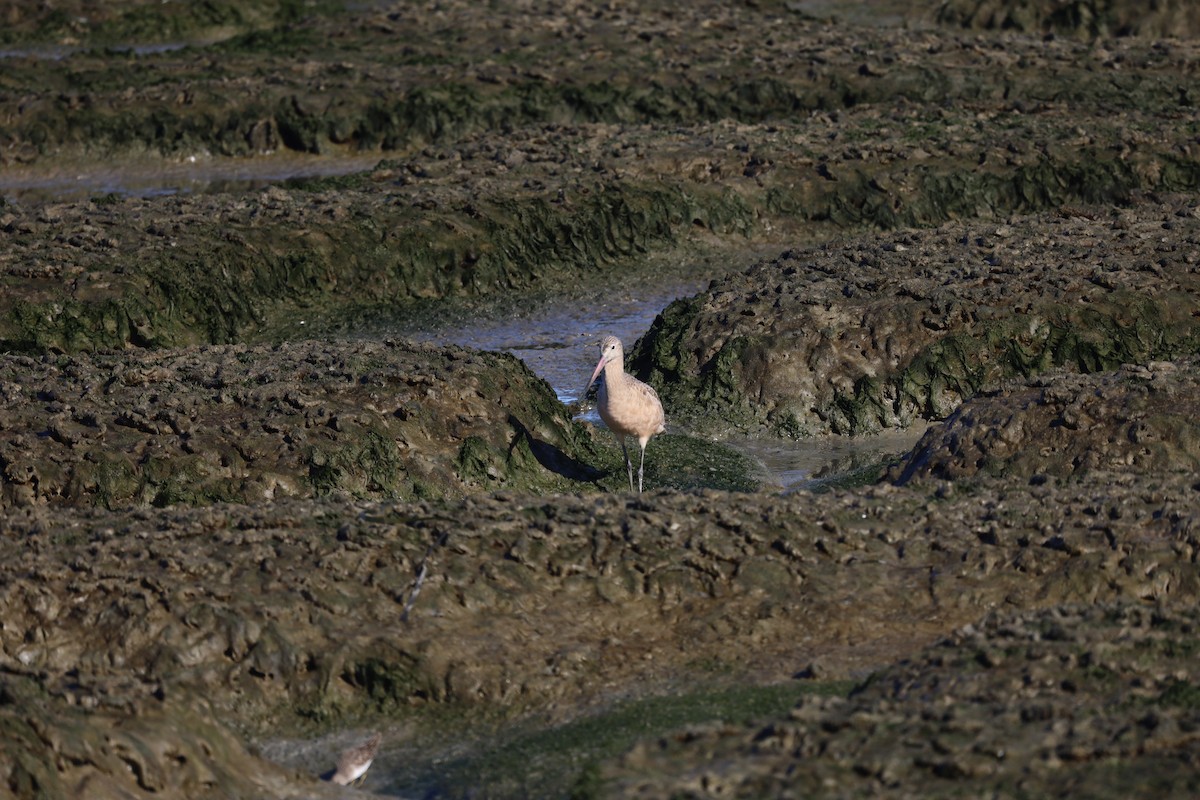 Marbled Godwit - ML643290538