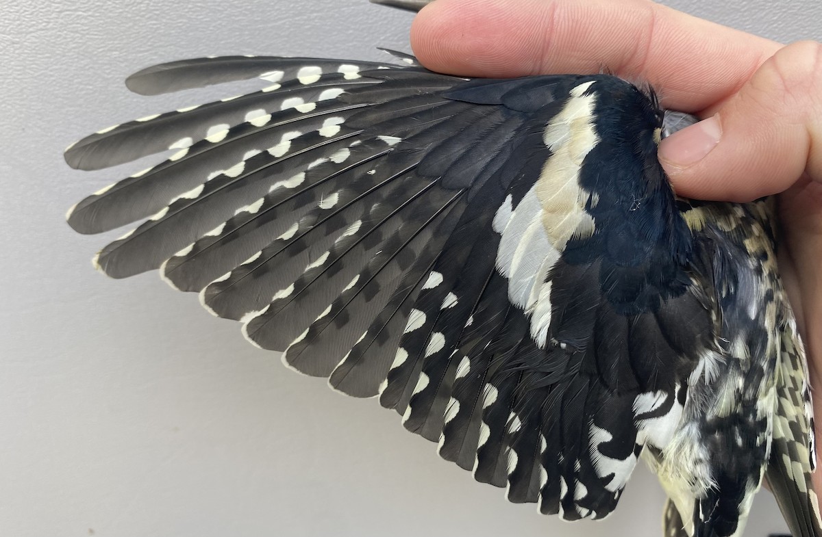 Yellow-bellied Sapsucker - ML643290541