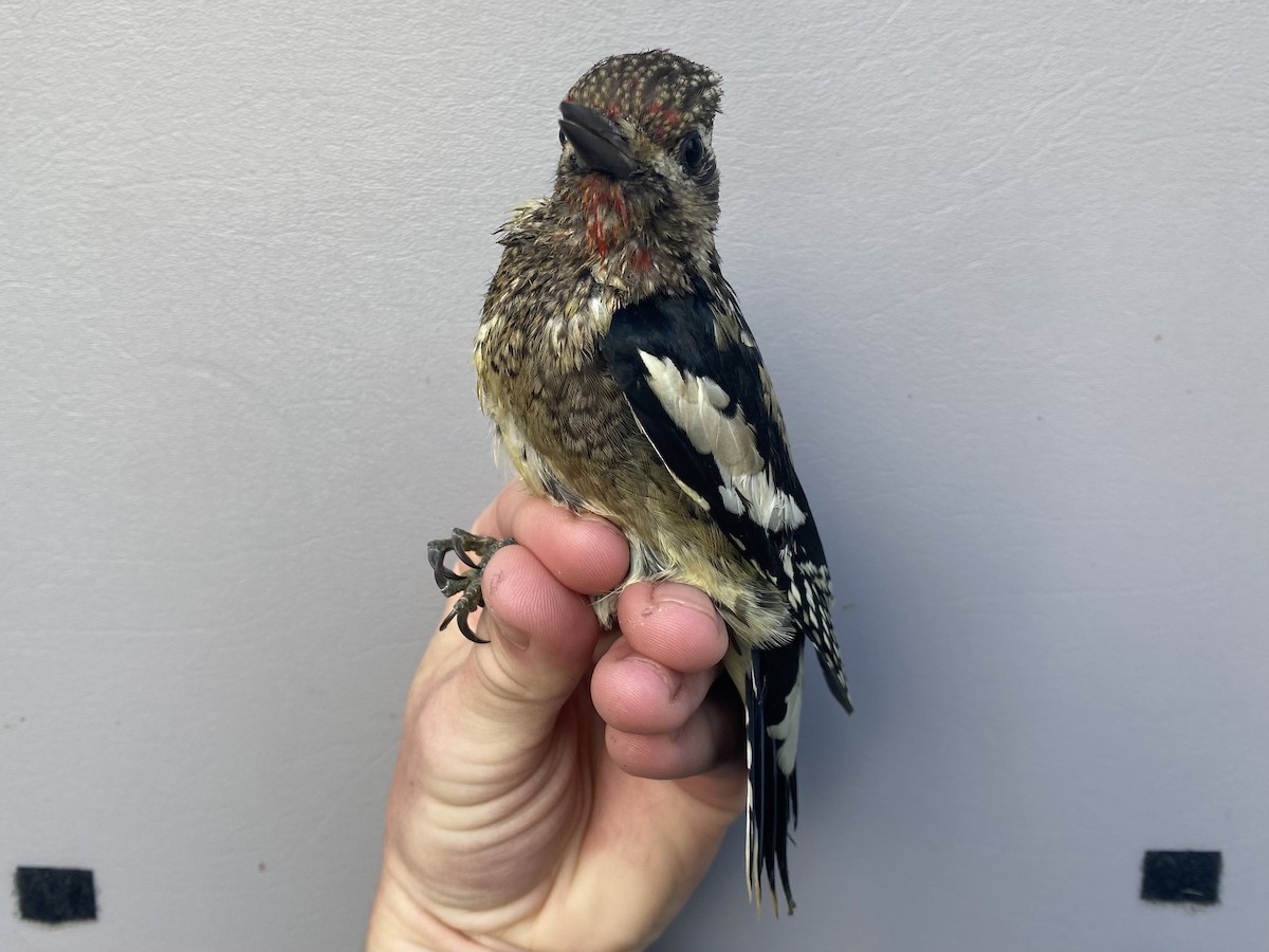 Yellow-bellied Sapsucker - ML643290542