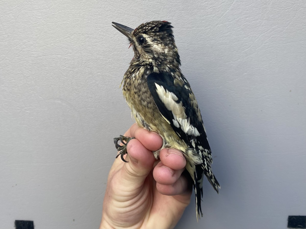 Yellow-bellied Sapsucker - ML643290543