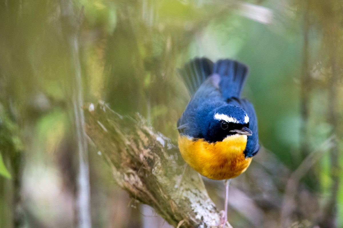 Indian Blue Robin - ML643290554