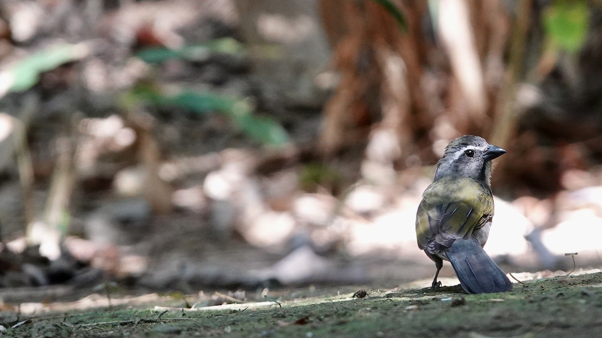 Green-winged Saltator - ML643290575