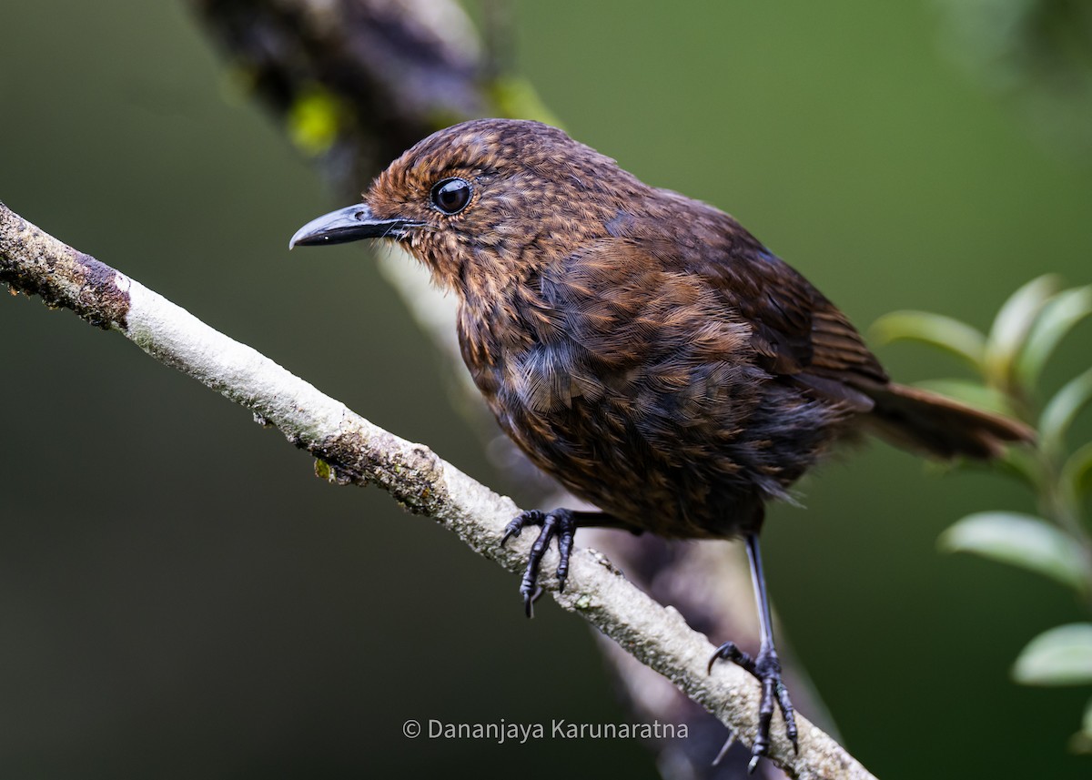 Sri Lanka Whistling-Thrush - ML643290586