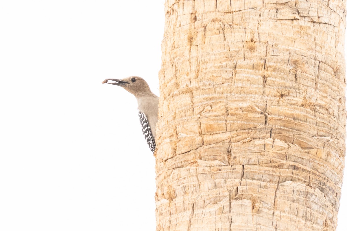 Gila Woodpecker - ML643290594