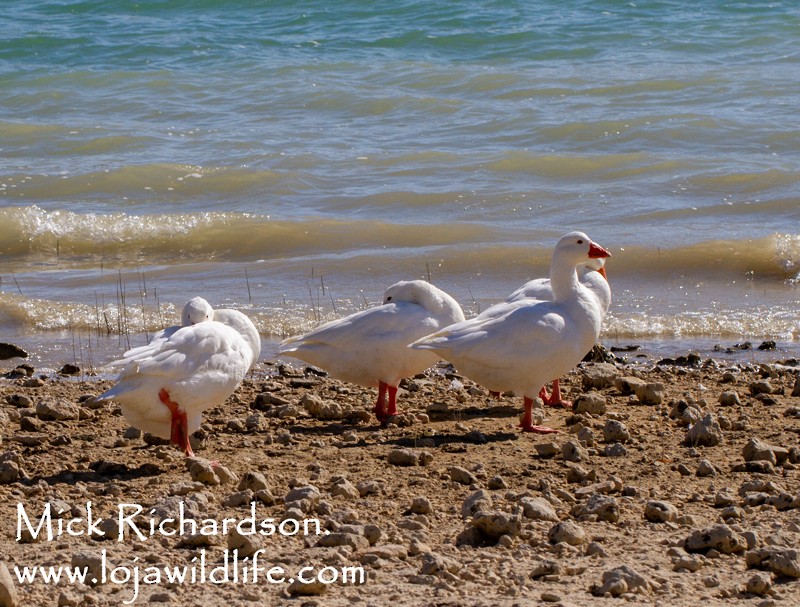 Graylag Goose (Domestic type) - ML643290599