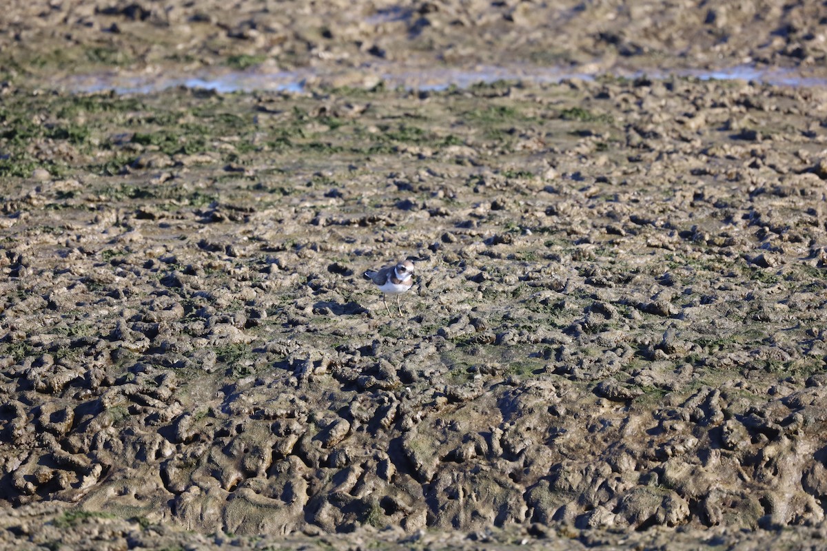 Semipalmated Plover - ML643290600