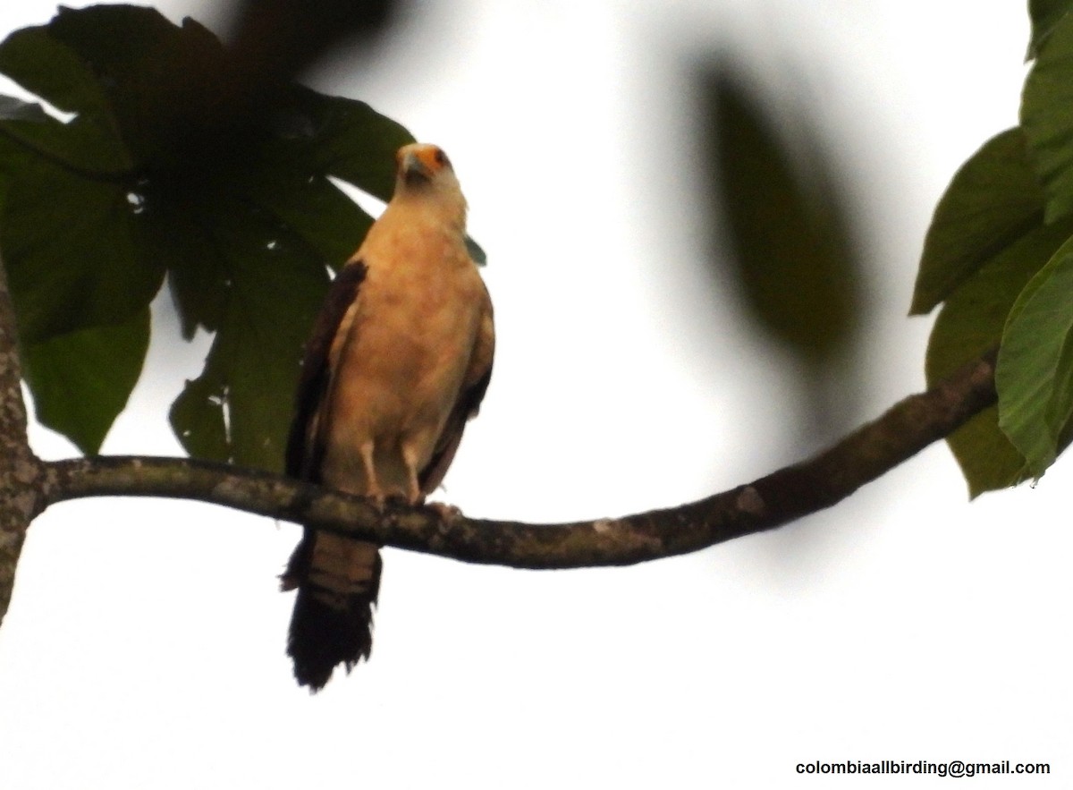 Yellow-headed Caracara - ML643290608