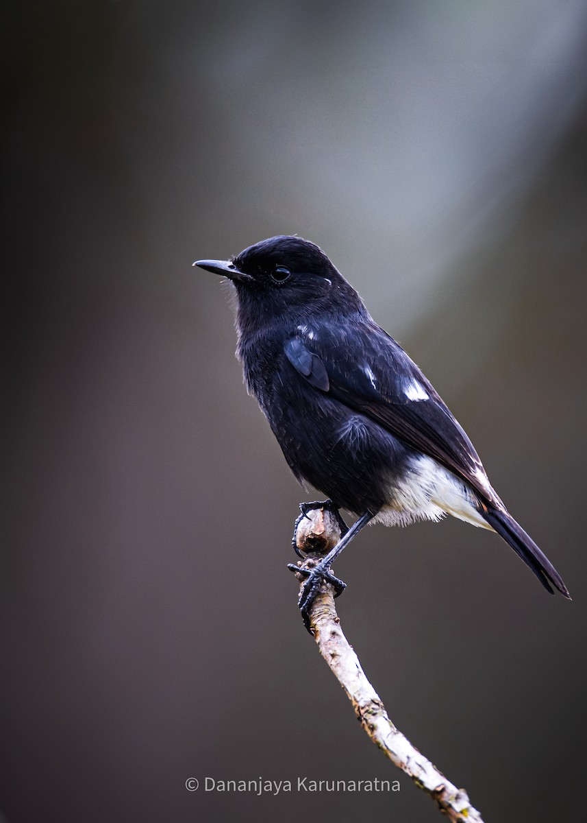 Pied Bushchat - ML643290624