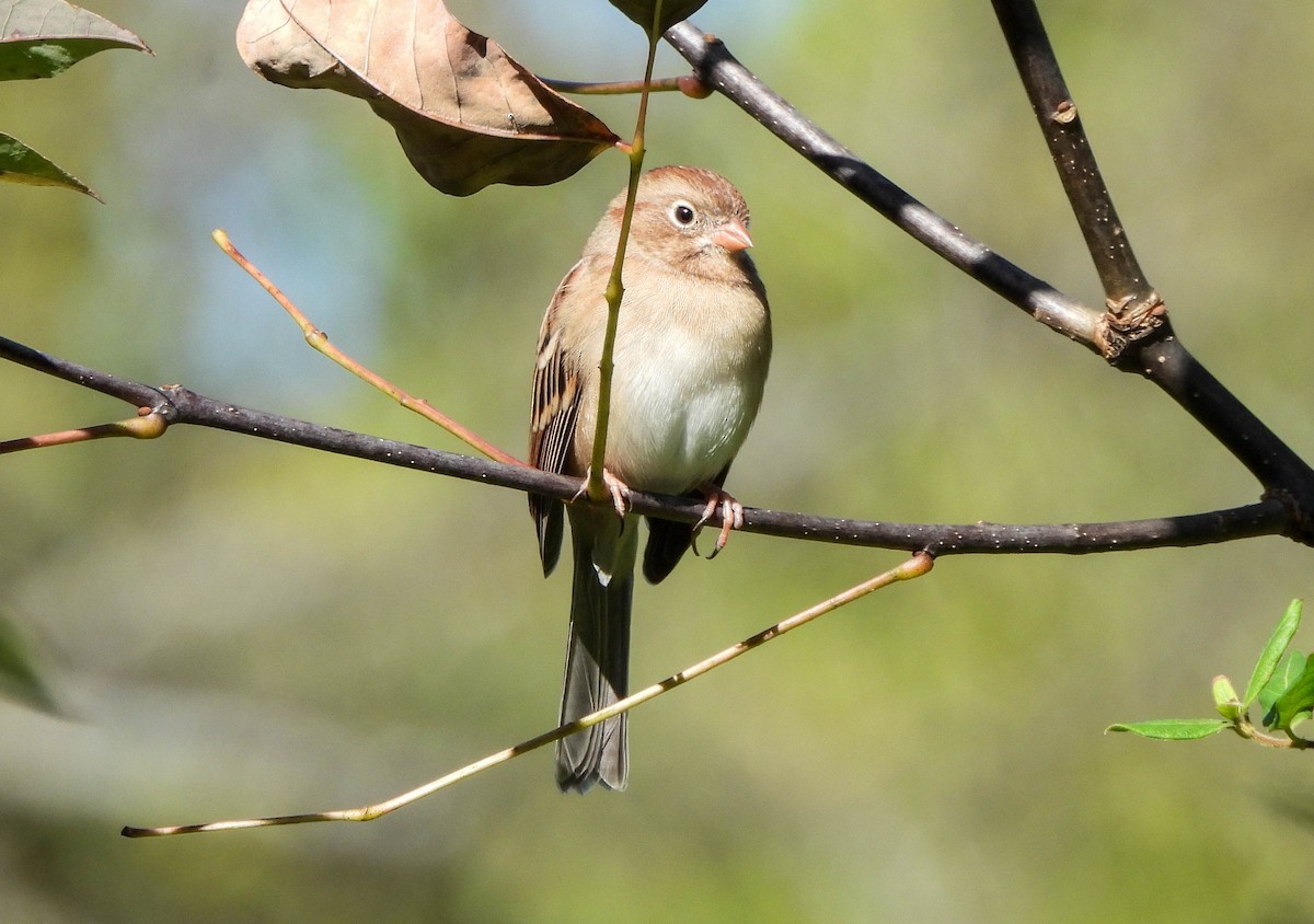 Field Sparrow - ML643290633