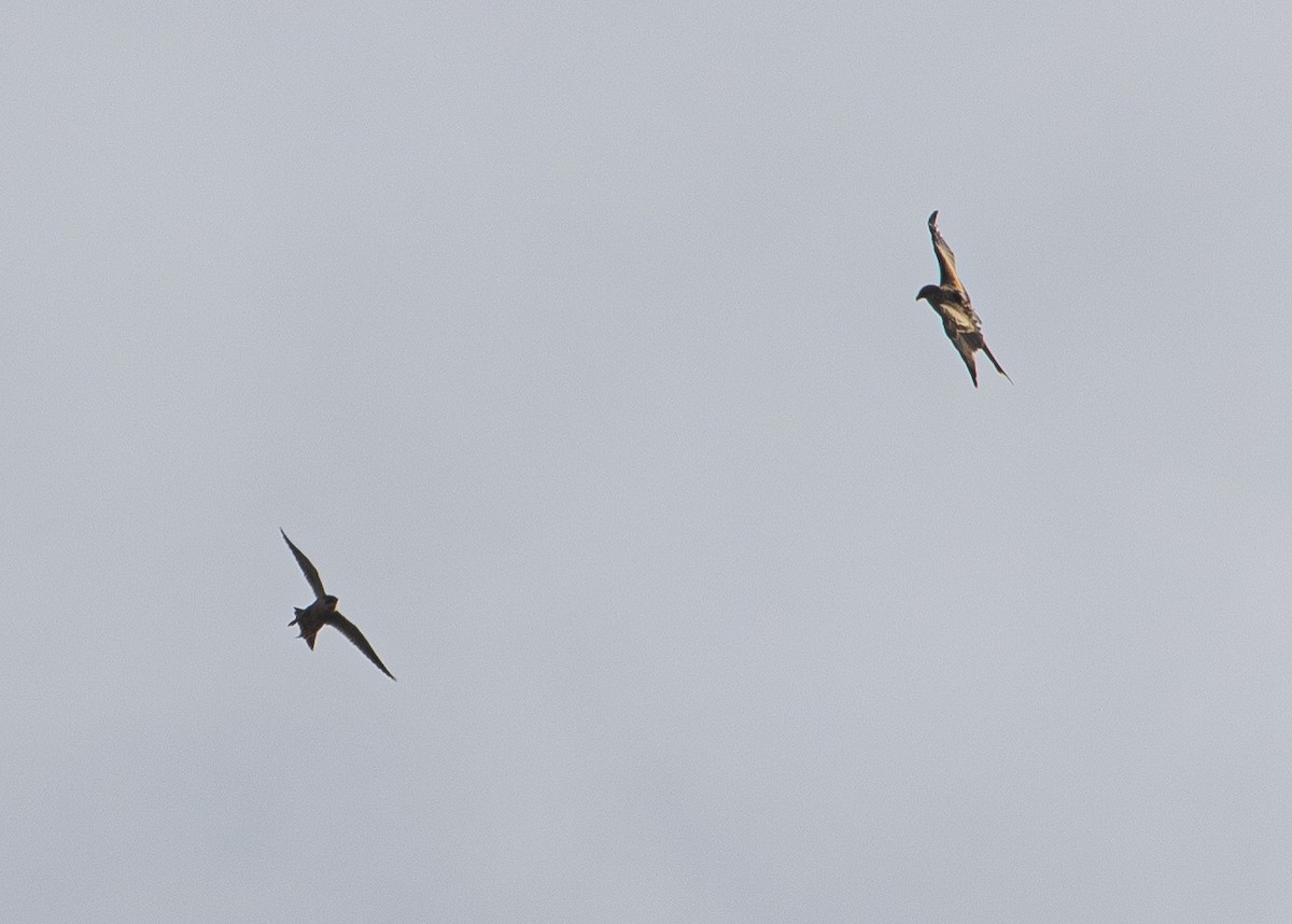 Peregrine Falcon - ML643290642