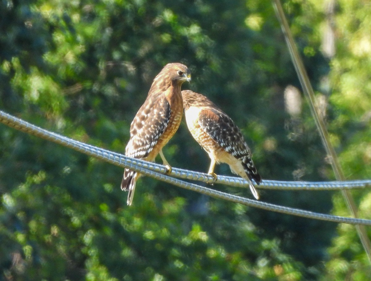 Red-shouldered Hawk - ML643290688