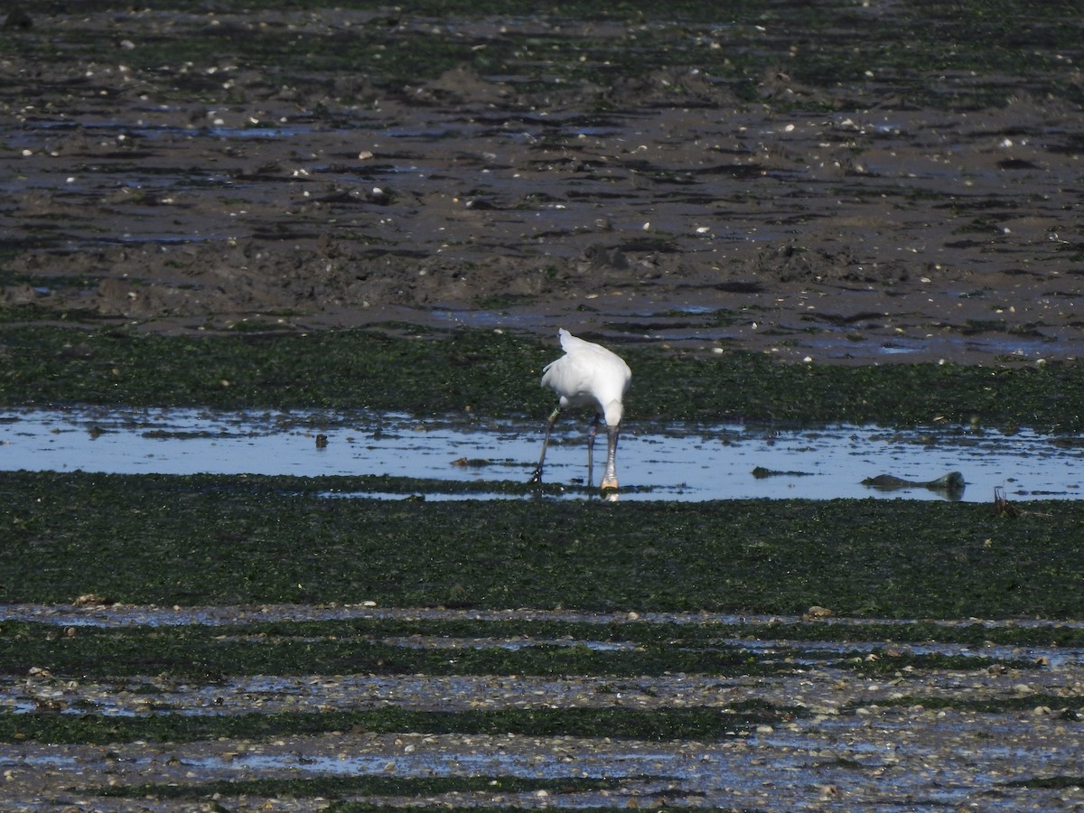 skjestork - ML643290689