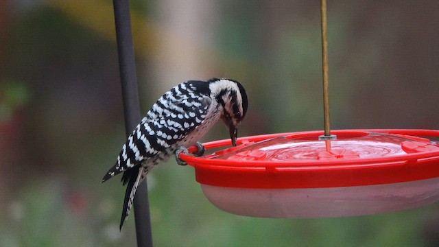 Ladder-backed Woodpecker - ML643290702