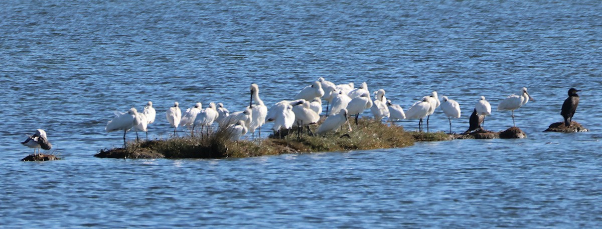 skjestork - ML643290726