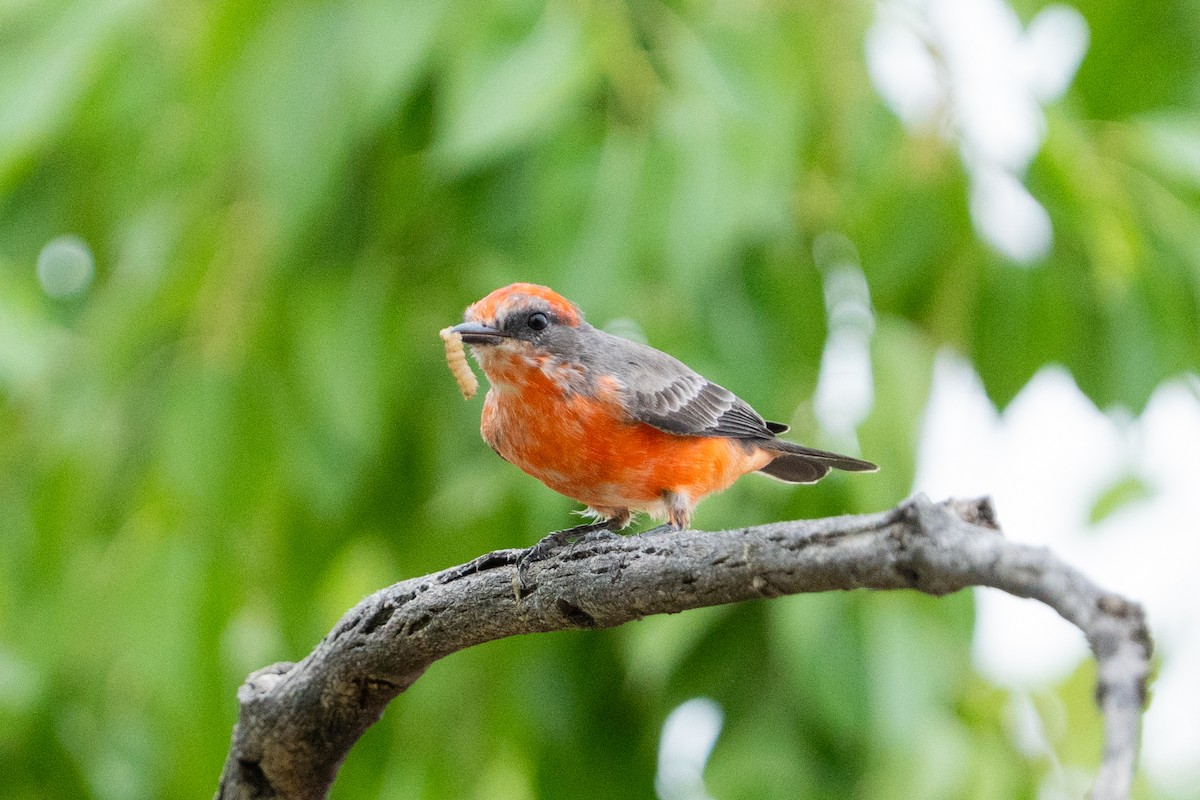 Vermilion Flycatcher - ML643290730