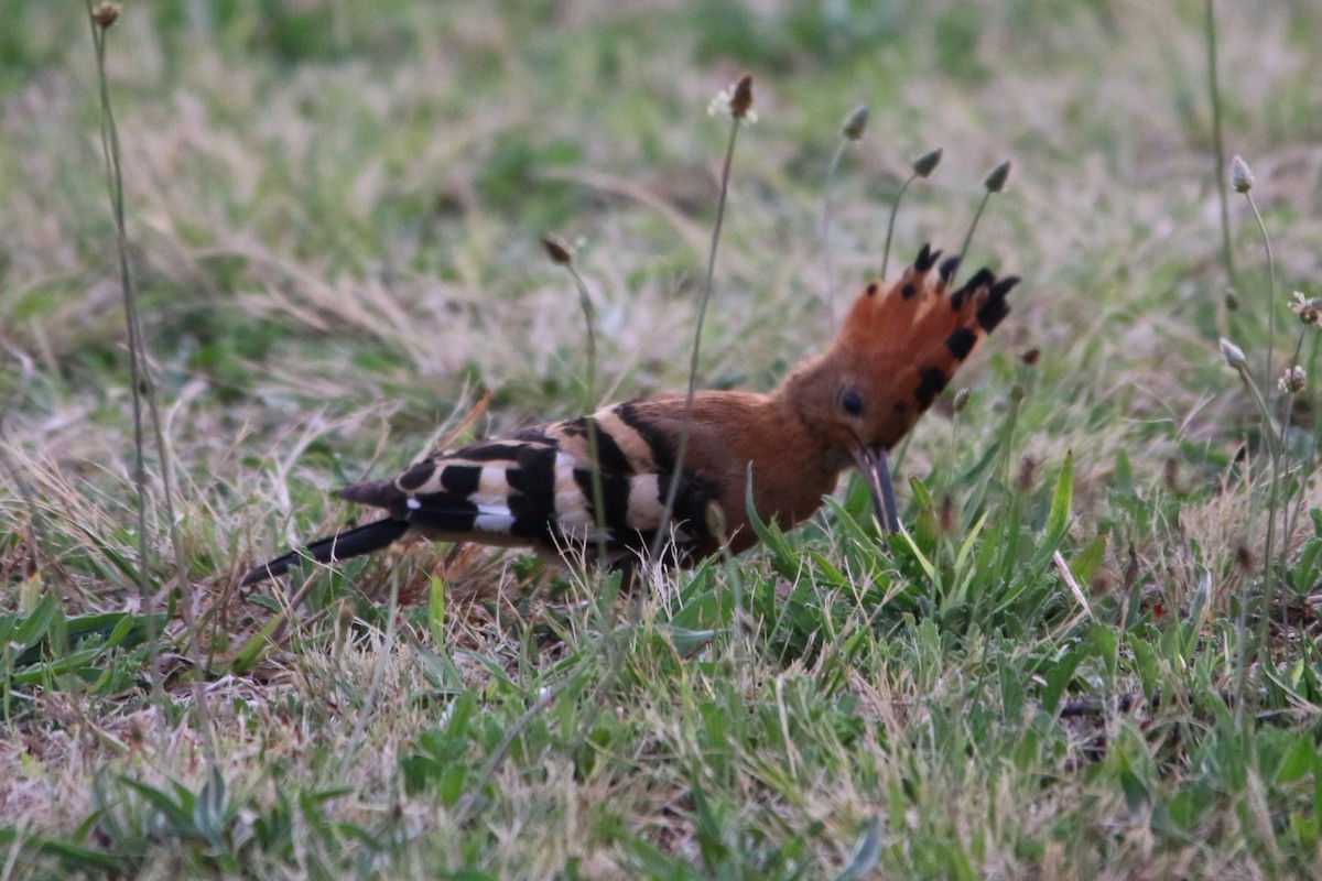 dudek chocholatý (ssp. africana) - ML643290753
