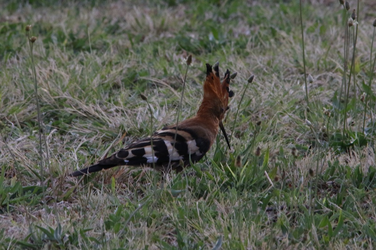 dudek chocholatý (ssp. africana) - ML643290754