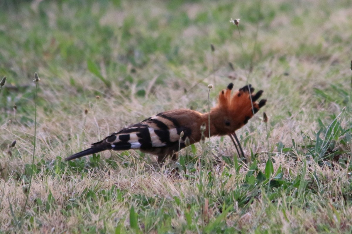dudek chocholatý (ssp. africana) - ML643290755