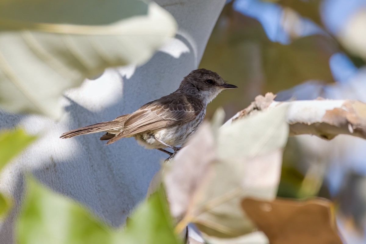 Vermilion Flycatcher - ML643290775