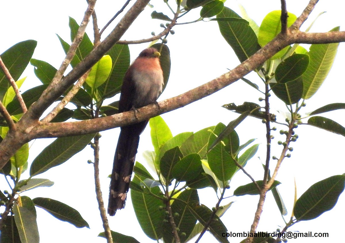 Squirrel Cuckoo - ML643290781