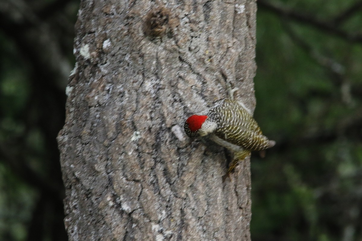 datel zlatoocasý - ML643290782