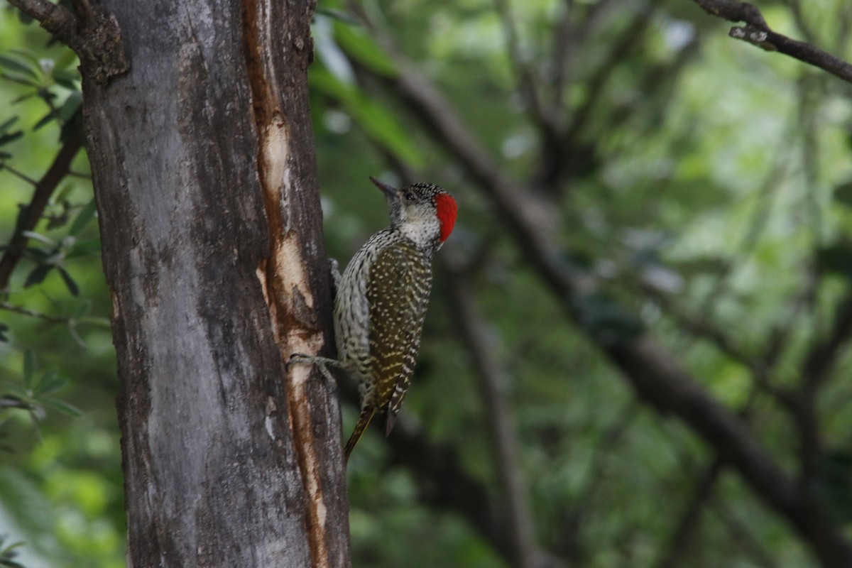 datel zlatoocasý - ML643290785