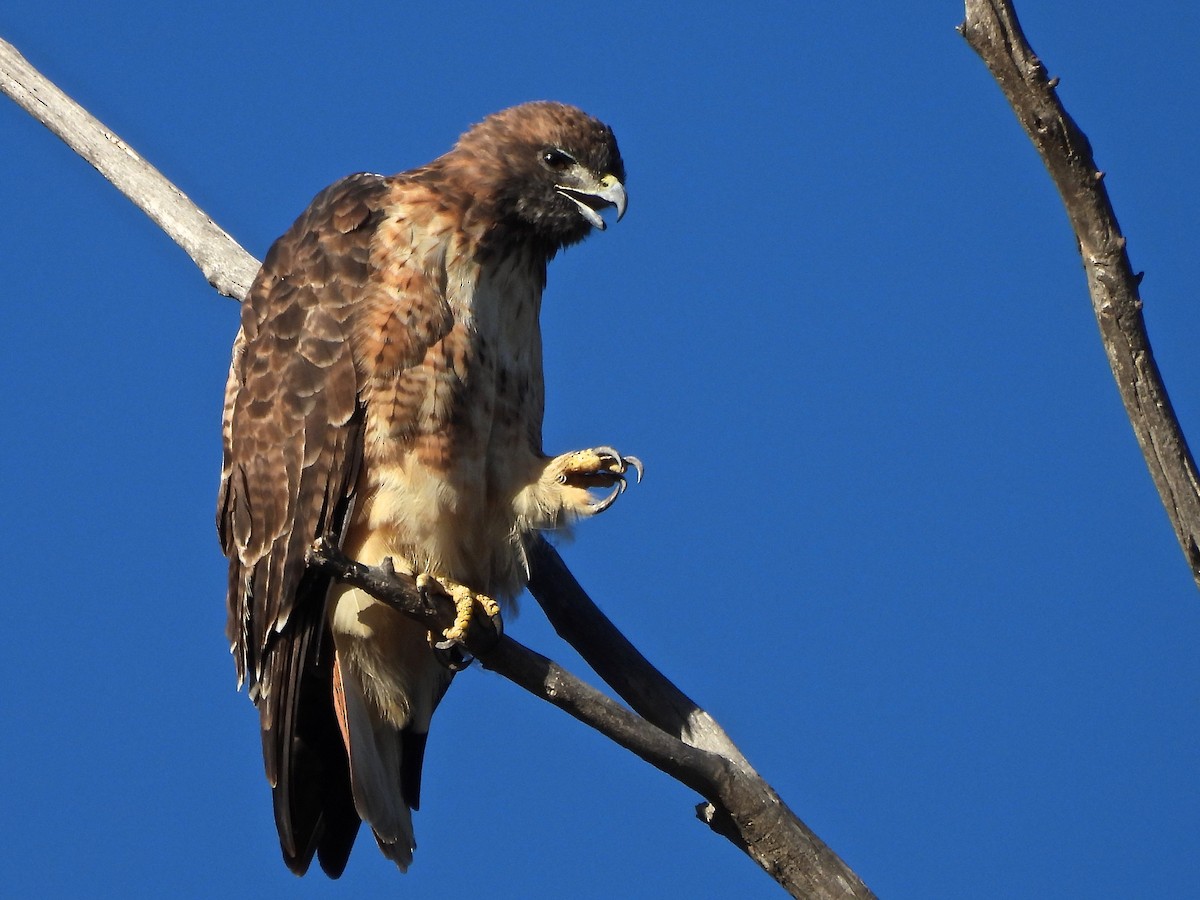 káně rudochvostá - ML643290796