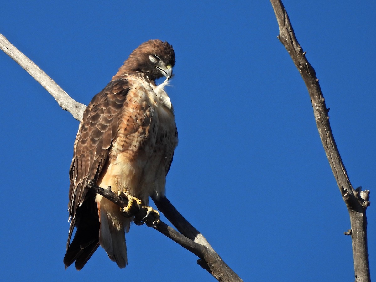 káně rudochvostá - ML643290797