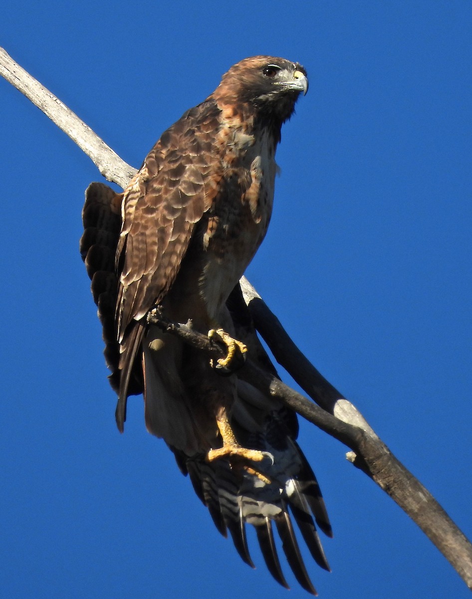 káně rudochvostá - ML643290798