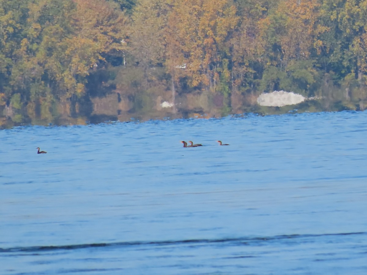 Red-necked Grebe - ML643290800