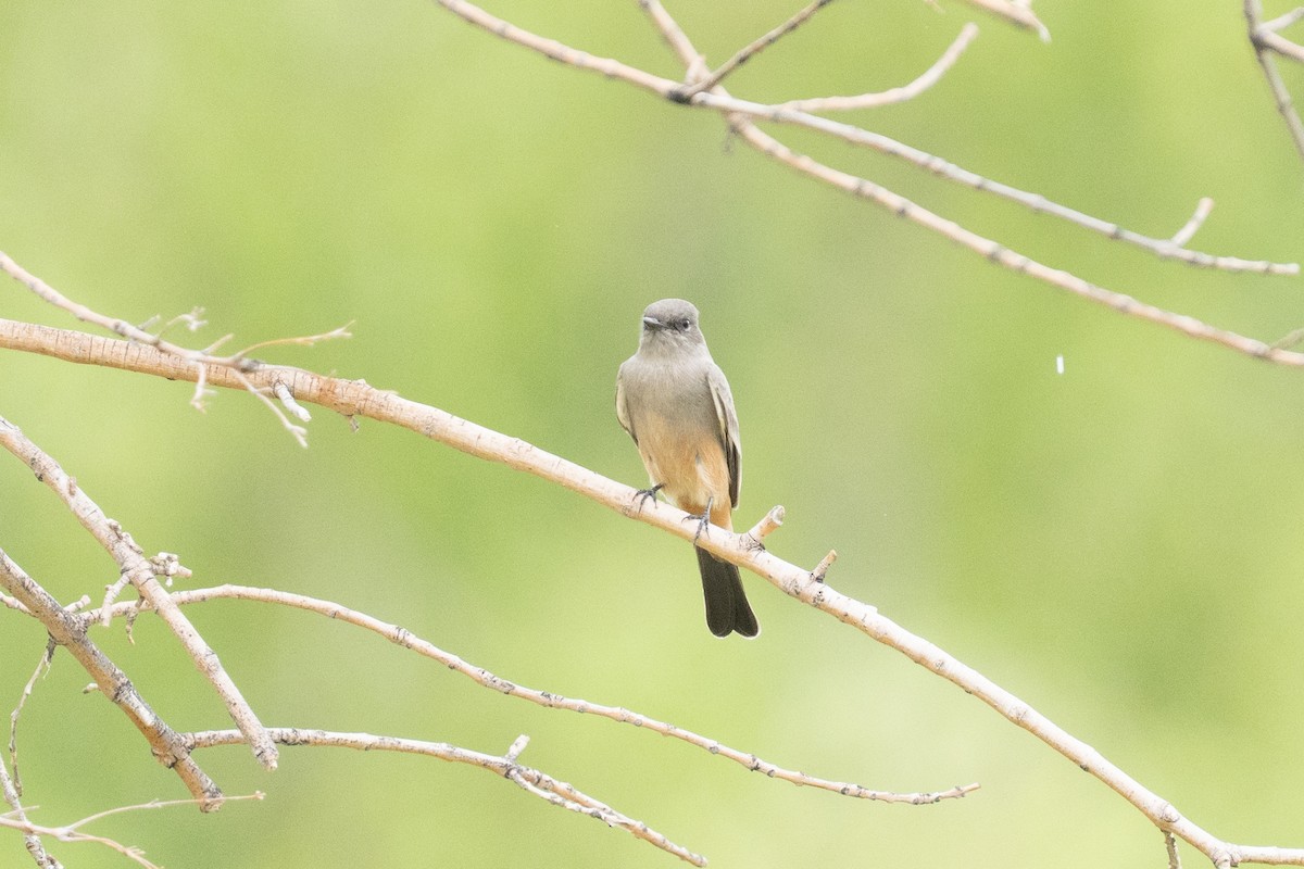Say's Phoebe - ML643290801