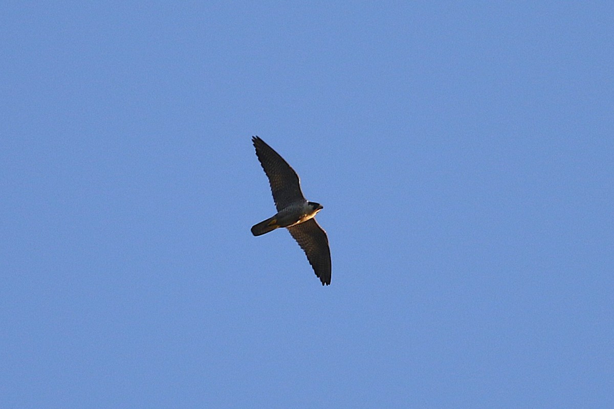 Peregrine Falcon - ML643290808