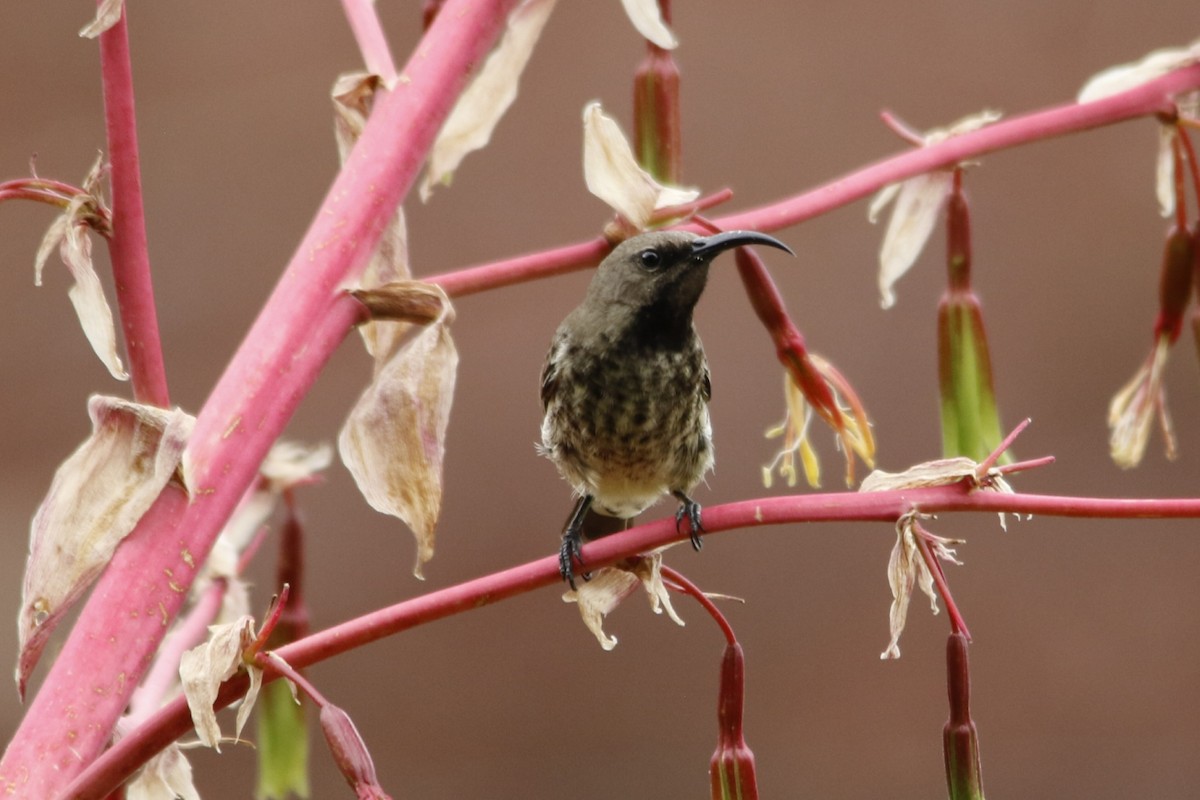strdimil ametystový - ML643290830
